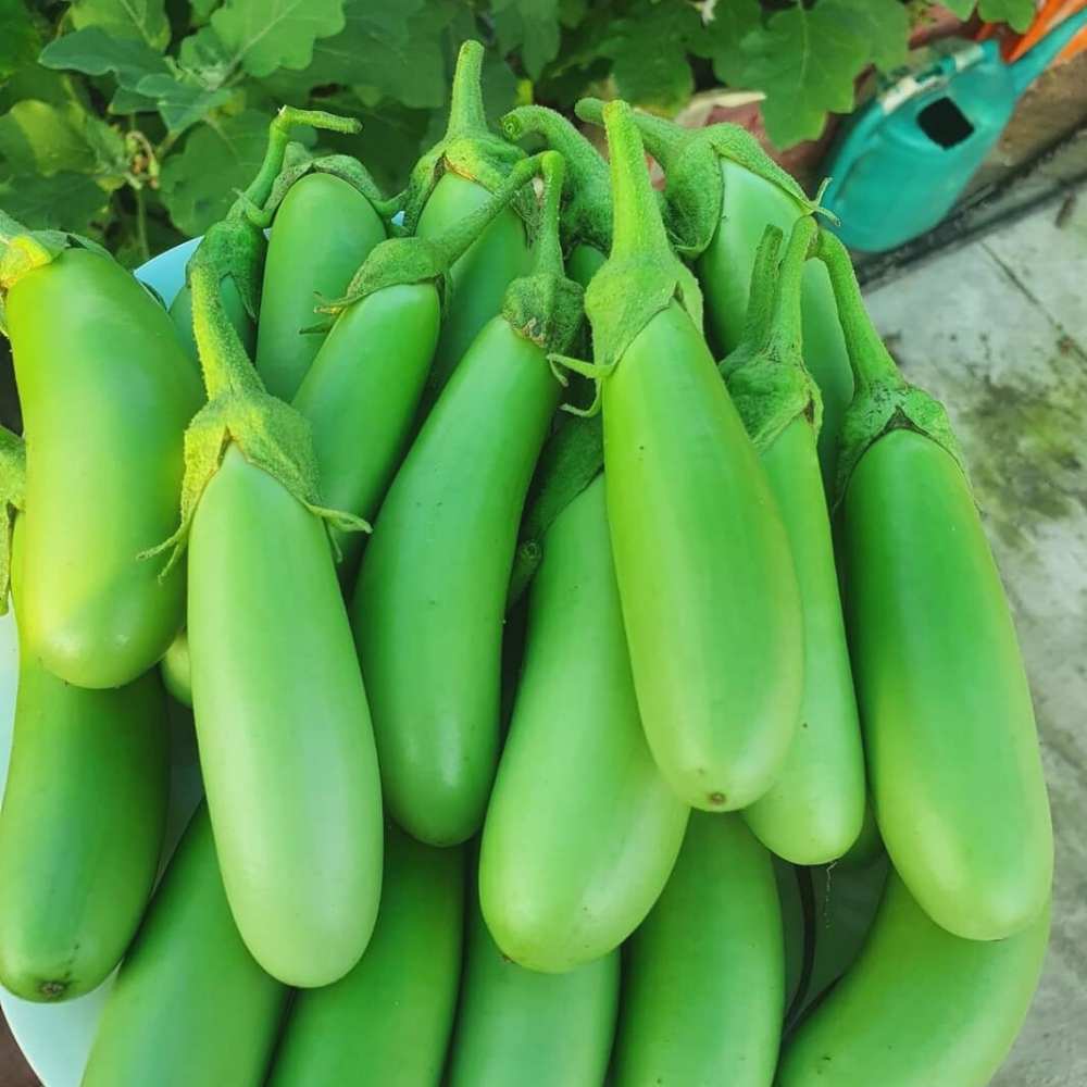 Brinjal - Long Green 250 grams Onezeros.in