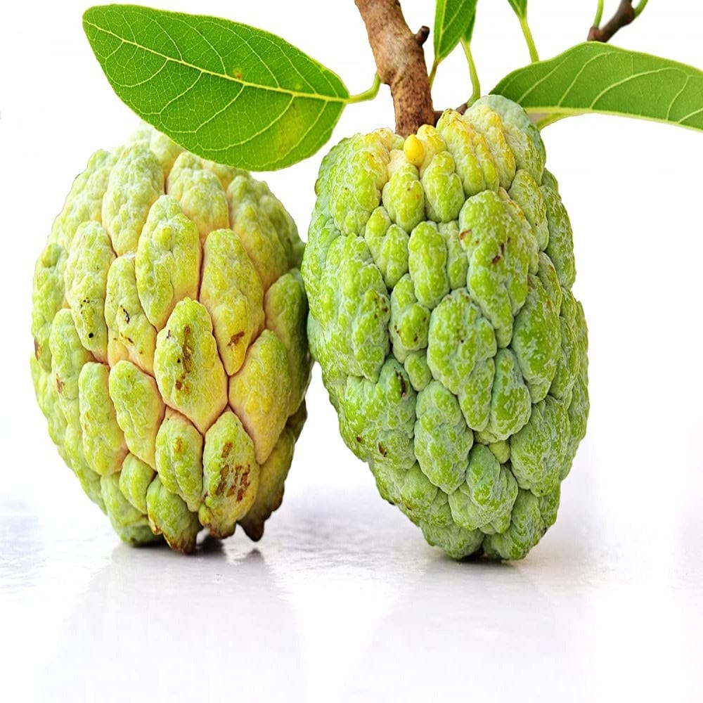 Custard apple/Seethapazham 500 grams Onezeros.in