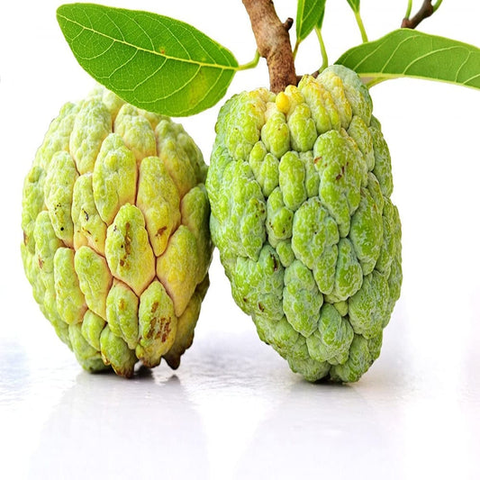 Custard apple/Seethapazham 500 grams Onezeros.in