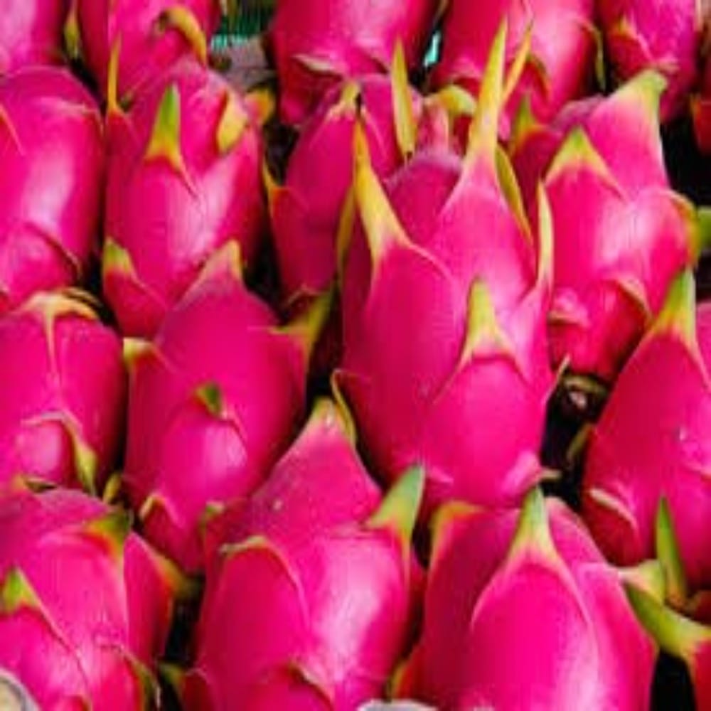 Dragon Fruit 1 pc (Approx. 250 - 350 grams) Onezeros.in