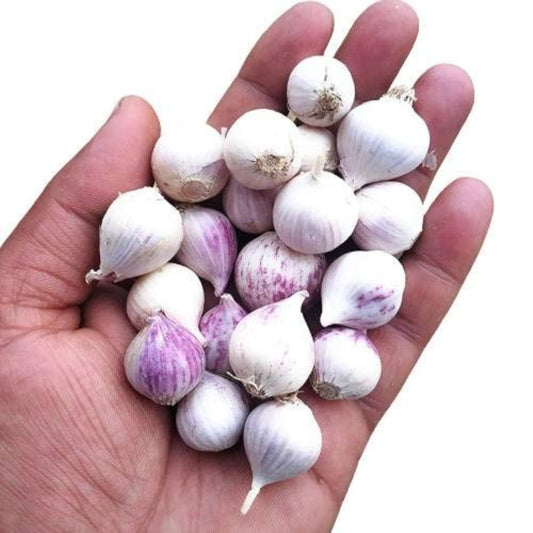 Oru Garlic / Oru Poondu  - Kodaikanal Single Clove Garlic 500 grams Onezeros.in